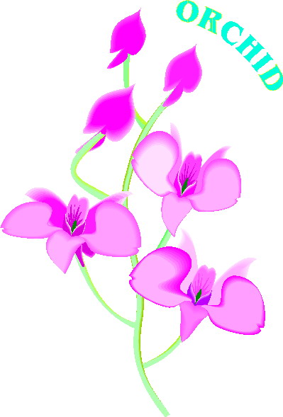 orkide-hareketli-resim-0004