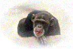 maymun-hareketli-resim-0122