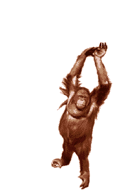 maymun-hareketli-resim-0242