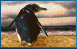 penguen-hareketli-resim-0083