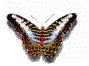 kelebek-hareketli-resim-0010