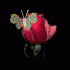 kelebek-hareketli-resim-0151