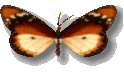 kelebek-hareketli-resim-0154