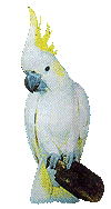 papagan-hareketli-resim-0112