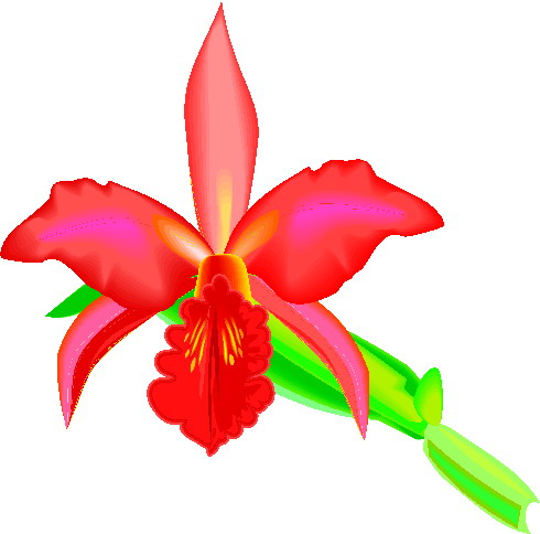 orkide-hareketli-resim-0001