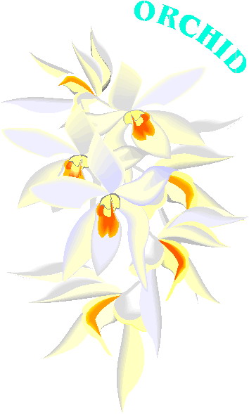 orkide-hareketli-resim-0005