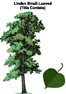 yaprak-hareketli-resim-0015