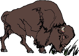 bufalo-hareketli-resim-0071