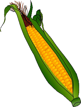 misir-corn-hareketli-resim-0019