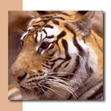 kaplan-hareketli-resim-0050