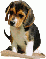beagle-hareketli-resim-0009