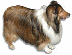 collie-hareketli-resim-0015