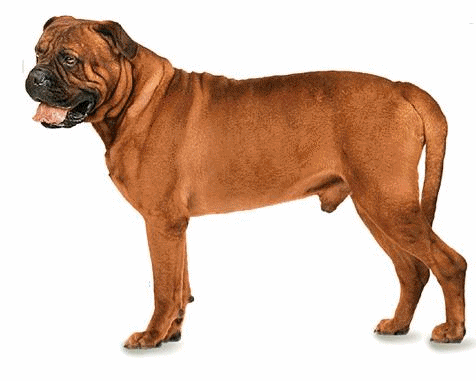 napoli-mastifi-ve-napoliten-mastiff-hareketli-resim-0002