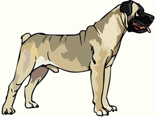 napoli-mastifi-ve-napoliten-mastiff-hareketli-resim-0004