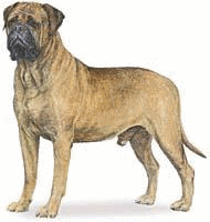 napoli-mastifi-ve-napoliten-mastiff-hareketli-resim-0006