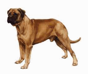 napoli-mastifi-ve-napoliten-mastiff-hareketli-resim-0008