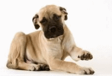 napoli-mastifi-ve-napoliten-mastiff-hareketli-resim-0009