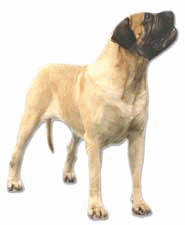 napoli-mastifi-ve-napoliten-mastiff-hareketli-resim-0013