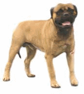 napoli-mastifi-ve-napoliten-mastiff-hareketli-resim-0014