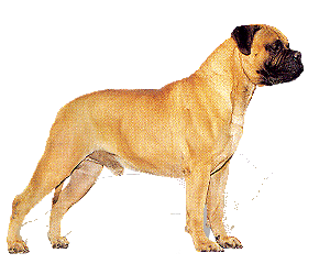 napoli-mastifi-ve-napoliten-mastiff-hareketli-resim-0016