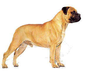 napoli-mastifi-ve-napoliten-mastiff-hareketli-resim-0016