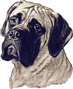 napoli-mastifi-ve-napoliten-mastiff-hareketli-resim-0017