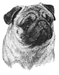 pug-hareketli-resim-0002