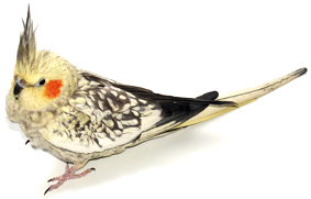 muhabbet-kusu-hareketli-resim-0017