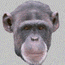 maymun-hareketli-resim-0031