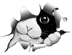 kedi-hareketli-resim-0368