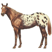 at-hareketli-resim-0335