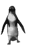 penguen-hareketli-resim-0003