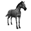 zebra-hareketli-resim-0015
