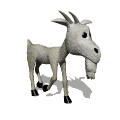 keci-hareketli-resim-0054