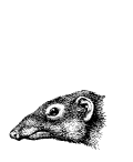sempanze-hareketli-resim-0007