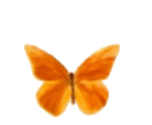 kelebek-hareketli-resim-0016