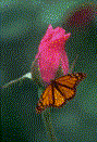 kelebek-hareketli-resim-0058