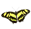 kelebek-hareketli-resim-0062