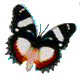 kelebek-hareketli-resim-0065