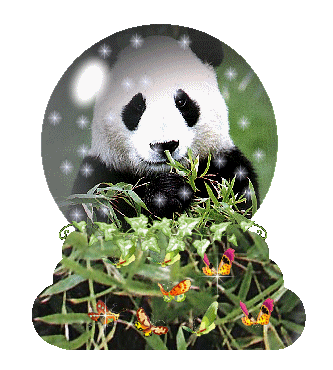 panda-hareketli-resim-0093
