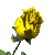 gul-hareketli-resim-0101