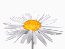 cicek-hareketli-resim-0144.gif