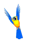 papagan-hareketli-resim-0021