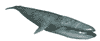 balina-hareketli-resim-0004