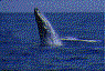 balina-hareketli-resim-0010