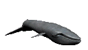 balina-hareketli-resim-0013