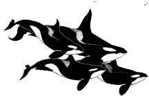 balina-hareketli-resim-0031