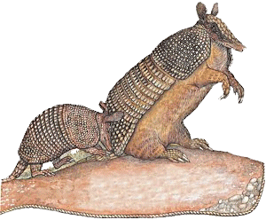 armadillo-hareketli-resim-0009