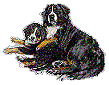 bernese-dag-kopegi-hareketli-resim-0149