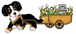 bernese-dag-kopegi-hareketli-resim-0150